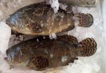 老虎斑是淡水还是海鱼