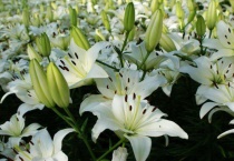 百合缀化是什么意思