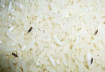 米虫离开米多久会死