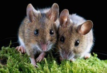 家里进老鼠了怎么驱走