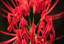 黄花石蒜和彼岸花的区别？