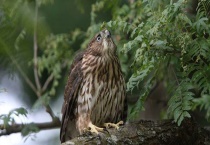 鸡鹰是几级保护动物