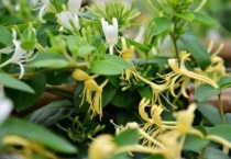 金银花是爬藤植物吗？