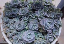 肉肉花有毒吗？