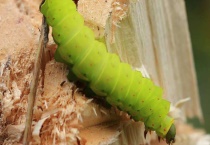 毛毛虫长什么样子