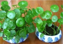 铜钱草长花籽要剪掉吗？