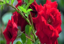 花卉生虫怎么处理 花卉有哪些常见害虫