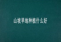 山坡旱地种植什么好