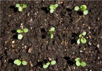 幼苗带帽怎么回事