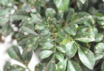 米兰叶子长白斑用啥药