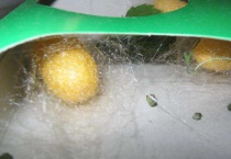 蚕从哪里部位吐丝