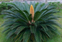 铁树冻死了第二年能活吗？