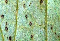 莲藕褐纹病的发病症状及防治方法 附发病条件