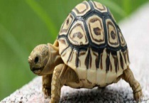 豹龟吃什么食物好？难养吗？