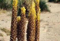 草苁蓉和肉苁蓉有什么不同 从产地、价格、成分等方面来区分