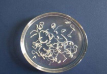 绦虫是什么动物