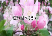 海棠和四季海棠区别？
