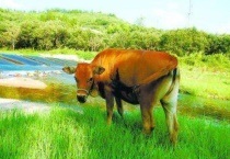 牛吐草团是怎么回事