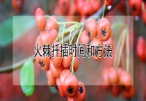 火棘扦插时间和多久？