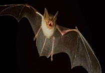 蝙蝠天敌是什么动物 品种不同天敌也不同