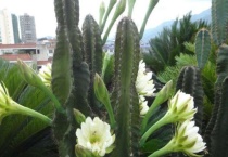 天轮柱顶部腐烂怎么办？