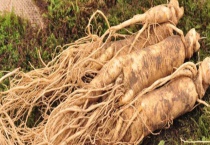 新鲜人参的保存方法 附人参的禁忌人群