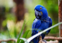 头类鹦鹉和面类鹦鹉的区别？