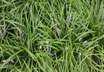 麦冬种类有哪些 不同种类产地和特点都不同