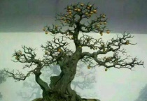 金弹子用深盆还是浅盆