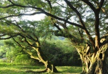 院里不能种什么树