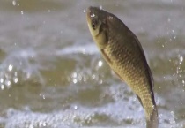 鲫鱼的产地分布 鲫鱼的生长条件