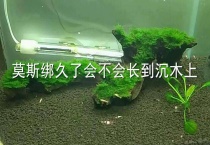 莫斯绑久了会不会长到沉木上