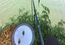 钓鲫鱼可用哪些饵料 附各季节饵料配方