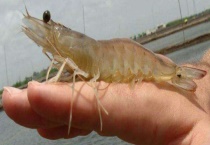 对虾养殖发病特征 注意仔细观察、详细查看