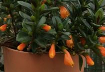 金鱼吊兰的繁殖多久？