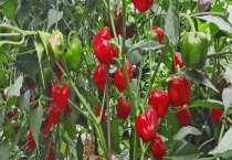 菜椒能不能生吃 菜椒是辛辣的吗？