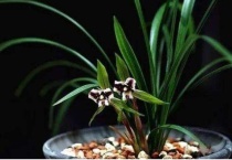 怎样盆栽野生兰花