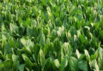 菠菜常见病虫害防治方法 附症状