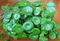 铜钱草趴下来怎么多久？