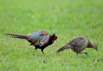 养七彩山鸡犯法吗？