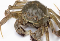 螃蟹死了还能吃吗 吃死螃蟹的危害