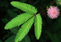 含羞草冬天死了春天会活吗？