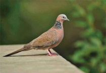 珠颈斑鸠吃什么？