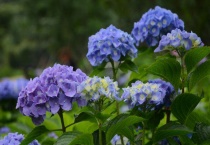 绣球花有毒吗？