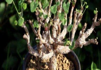 块根和块茎的区别？