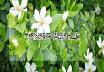 牛奶能浇花吗？适合浇什么花