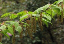 苟普穗是什么树