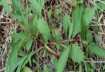 苦菜是不是蒲公英 怎么区分苦菜和蒲公英