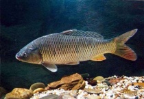 鱼塘青苔对鱼有影响吗？