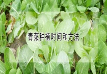 青菜种植时间和多久？